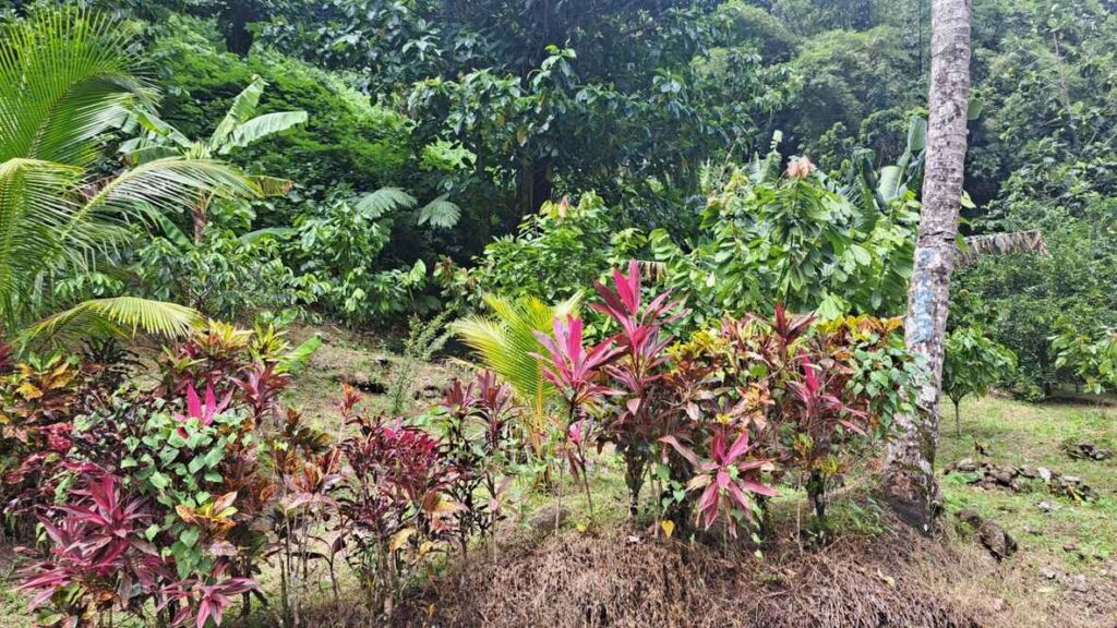 Land For Sale in Dominica (Price Upon Request)