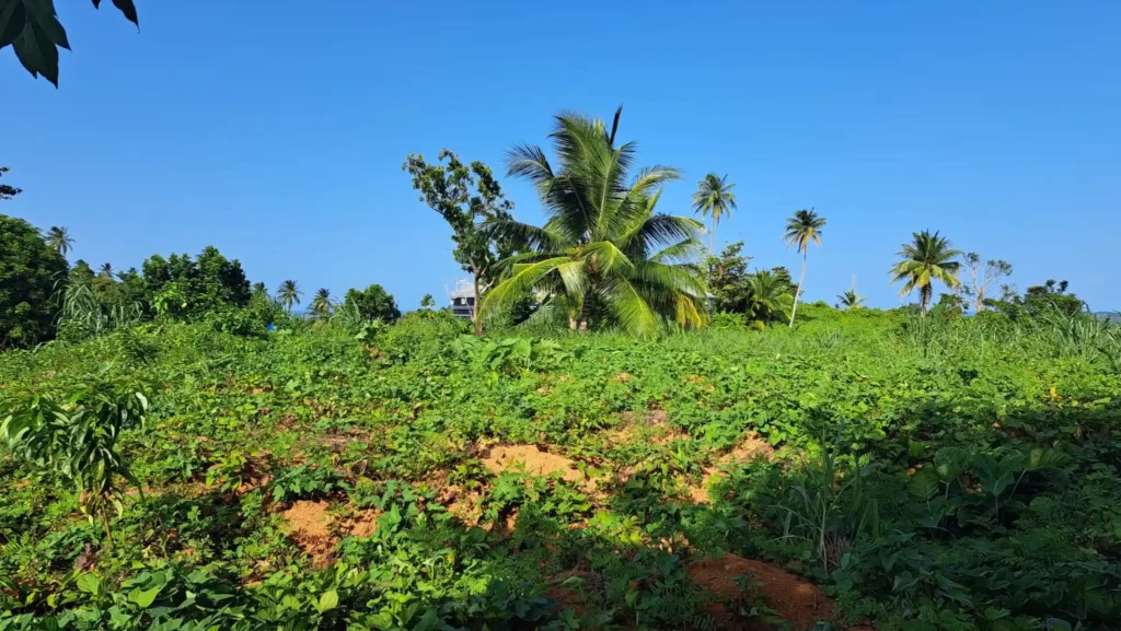 1.3 Acres Prime Land for Sale in Wesley, Dominica (Price Upon Request)